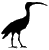 Ibis